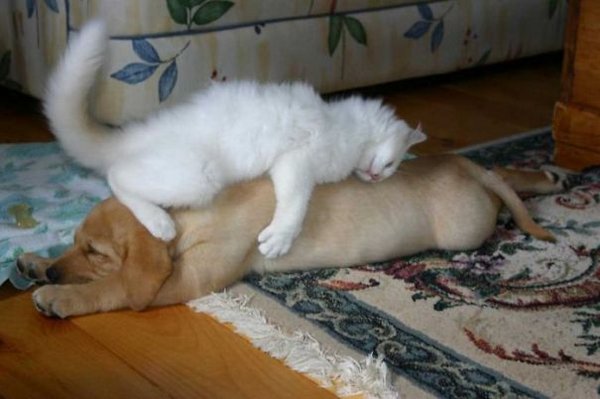 Кот на собаке Кот на собаке