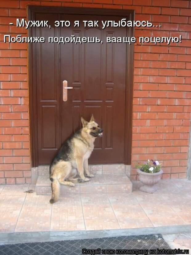 Лучшие котоматрицы недели