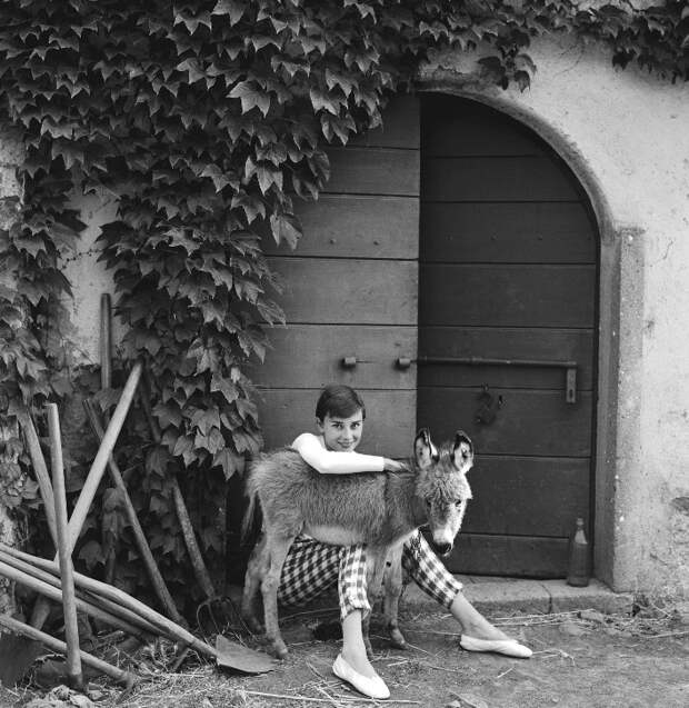Одри Хепберн и животные: осёл. Фото / Audrey Hepburn and animals: donkey. Photo 