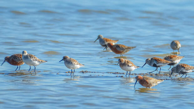 Природа озера Эльтон