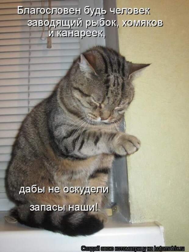 Новая котоматрица (30 фото)