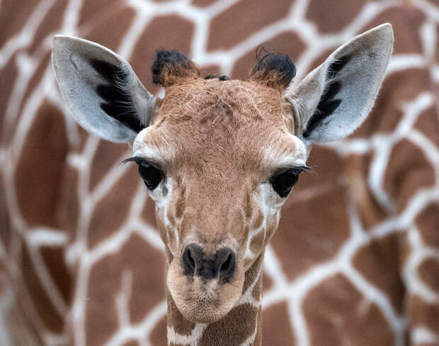 Маленький, только что родившийся жираф на фоне матери в зоопарке в Эрфурте, Германия