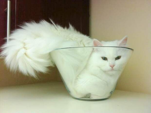 Полная миска котов