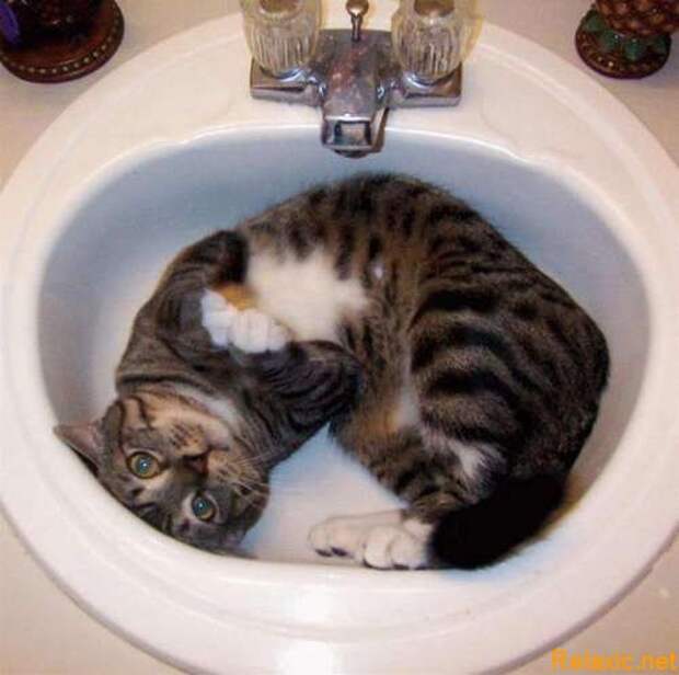 смешные животные