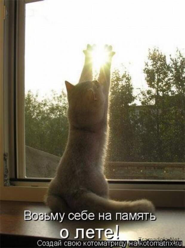 Котоматрица 18