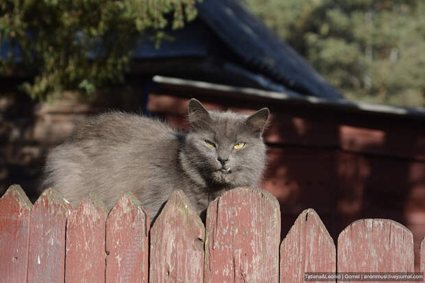 Кошка Лиза