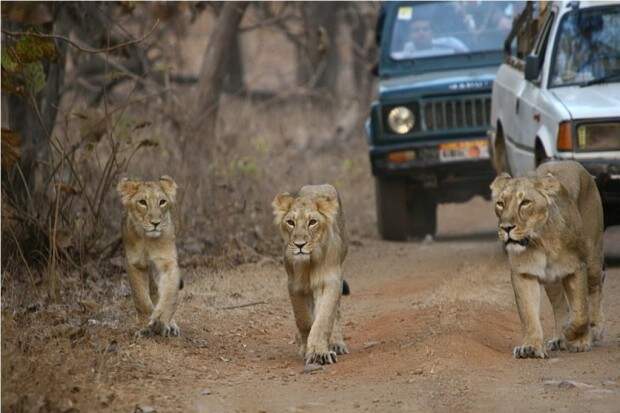 Львы (лат. Panthera leo) (англ. Lions)