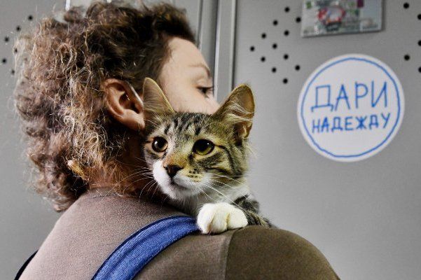 Депутат МГД Козлов: Выбрать питомца из приютов Московского региона можно с помощью новой онлайн-платформы Депутат МГД Козлов: Выбрать питомца из приютов Московского региона можно с помощью новой онлайн-платформы
