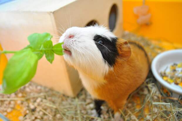 4. Классическая guinea pig, животные, морская свинка