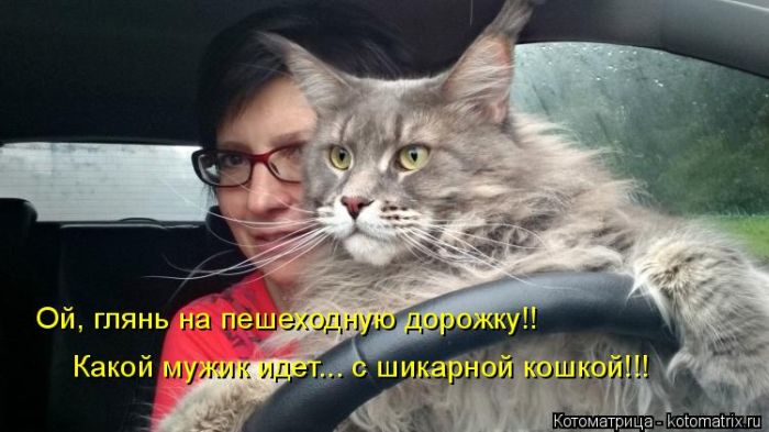 Лучшие котоматрицы недели (50 фото)