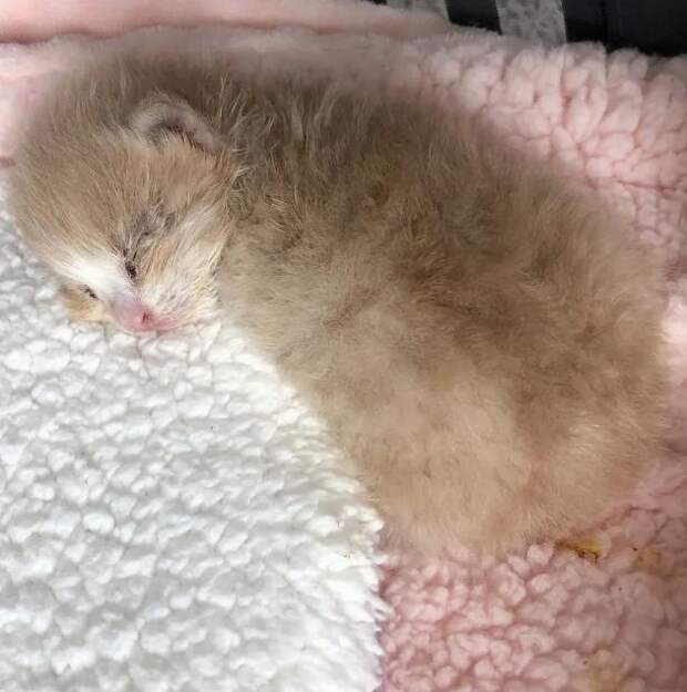 спасение котенка рыжий котенок
