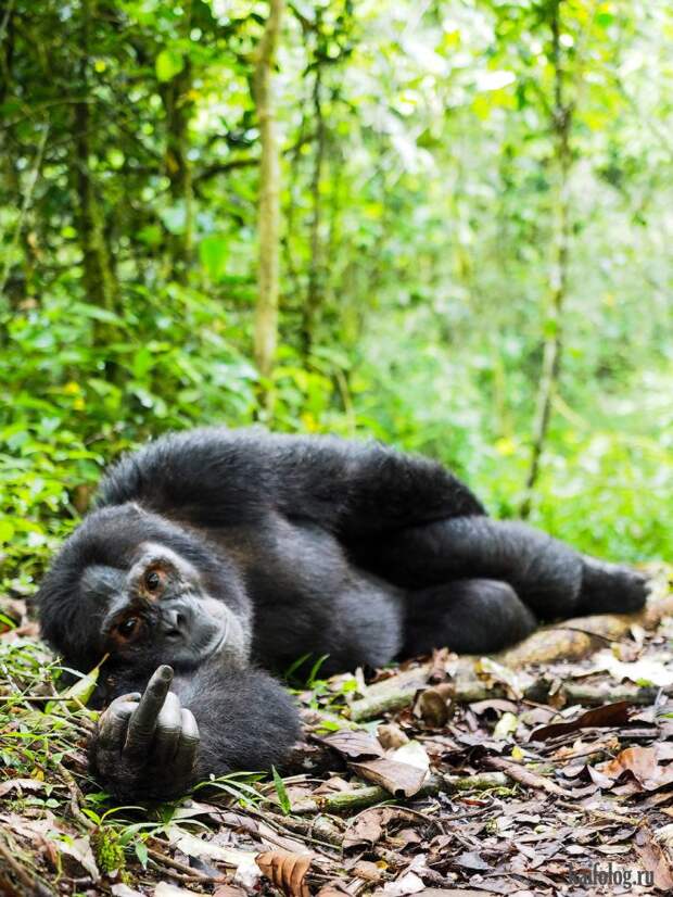 Comedy Wildlife Photography Awards 2015 (40 фото)