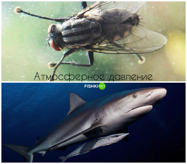 Как муха удерживается на стекле живая природа, законы в действии, физика