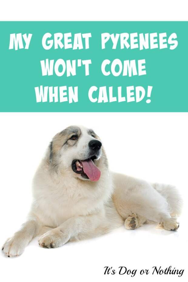 I hear it all the time, "My Great Pyrenees won't come when called!" You're not alone. While you'll probably never have a 100% reliable recall with your pyr, there is another way to ensure your dog stays safe.