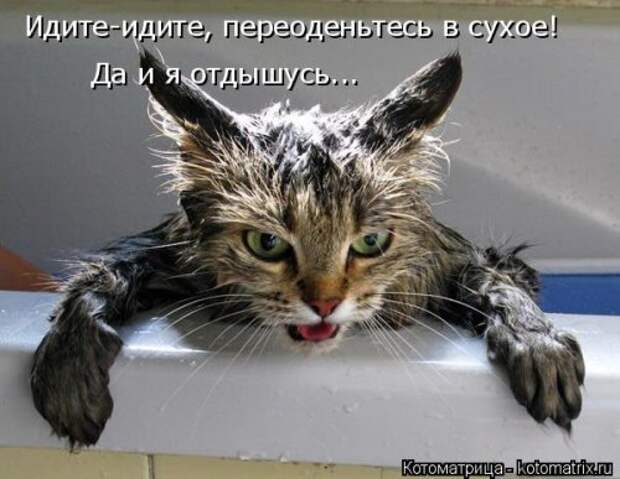 Отличная котоматрица для поднятия настроения (40 фото)