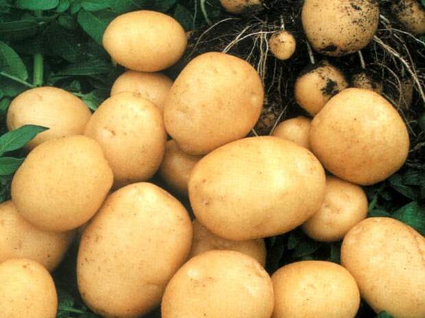 Картофель, купить картофель,молодой картофель,картошка,пермь,доставка Пермский край Пермь бесплатное объявление в категории Для