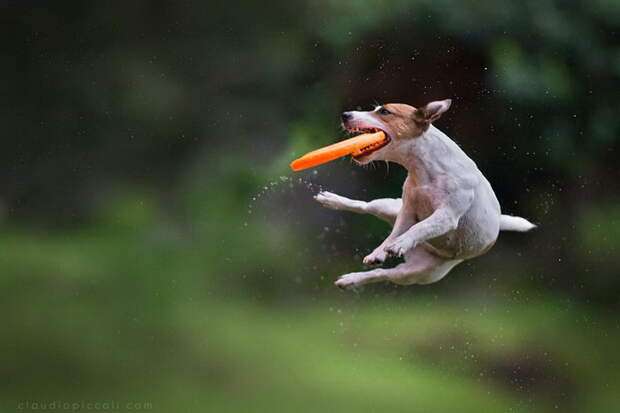 Летающие собаки в фотографиях Claudio Piccoli