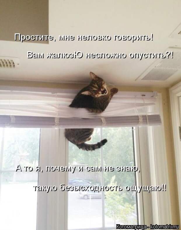 Лучшие котоматрицы недели