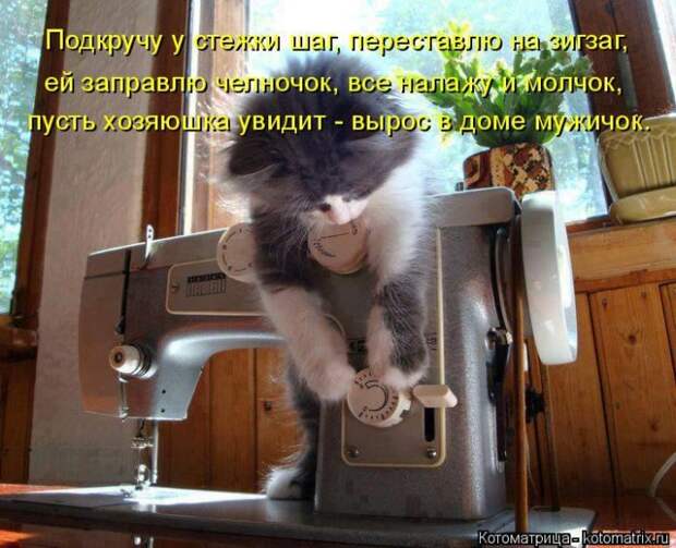 Лучшие котоматрицы недели