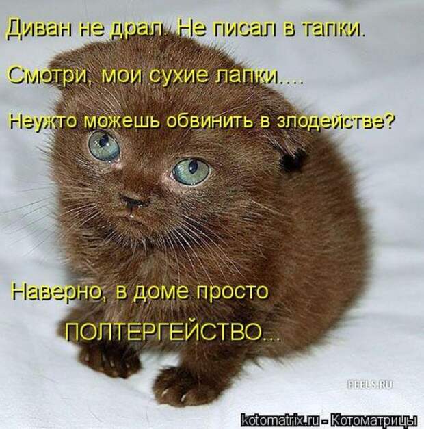 Лучшие котоматрицы за неделю