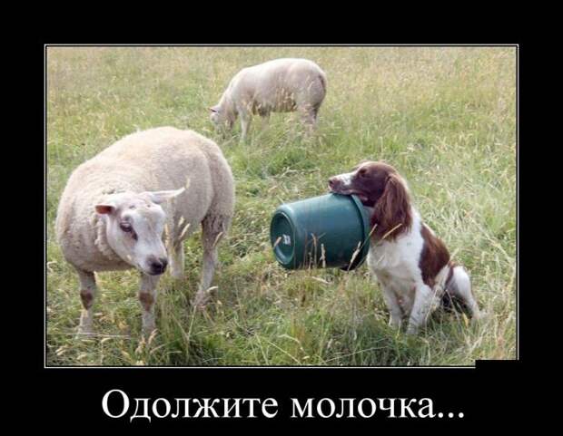 Демотиваторы (30 фото) Демотиваторы (30 фото)