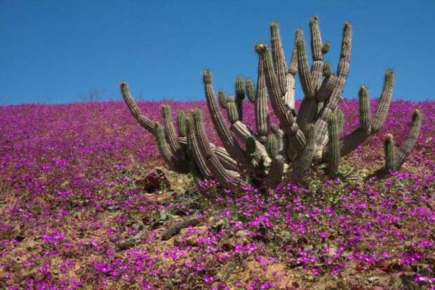 flowering Atacama