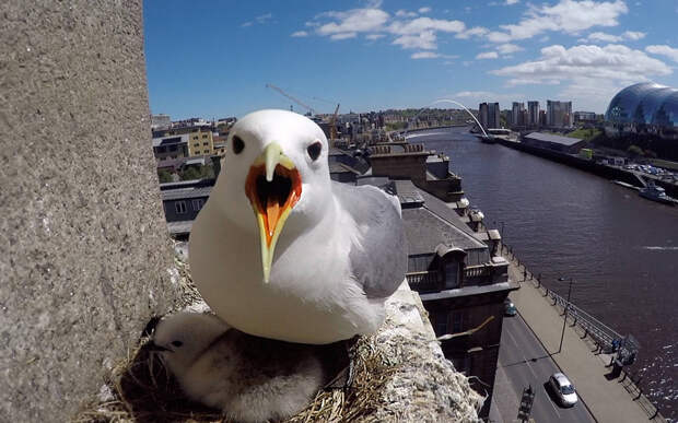 Морская птица прогоняет назойливого фотографа, который залез наверх моста к ее гнезду