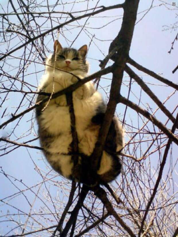 Смешнульки и приколюхи 20