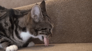 Коты, при виде которых невозможно не смеяться