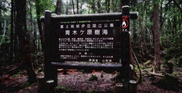 Семь самых страшных лесов планеты creepyforests05 Семь самых страшных лесов планеты
