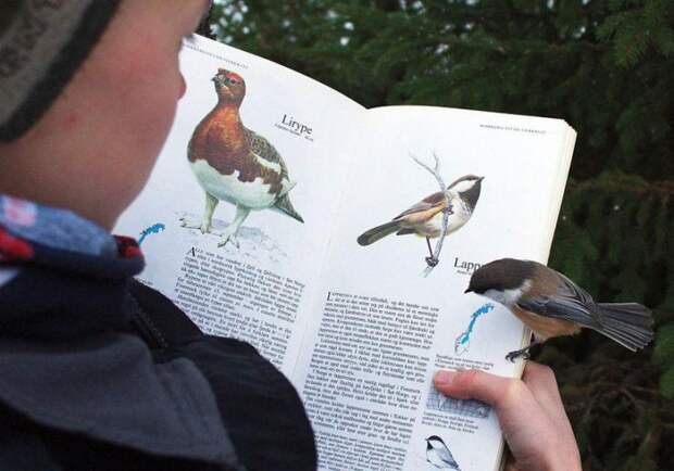 сероголовая гаичка на страницах книги