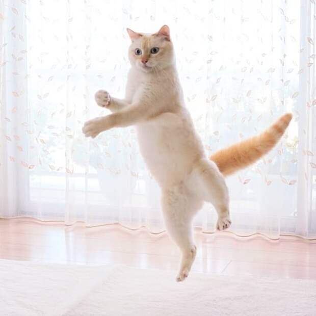 10 клевых фото кота из Японии, который танцует лучше тебя