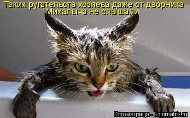 Котоматрицы (картинки с надписями)