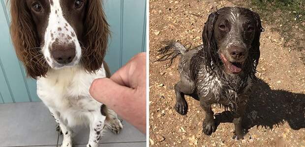 30 фотографий, доказывающих идеальную совместимость собак и грязных луж