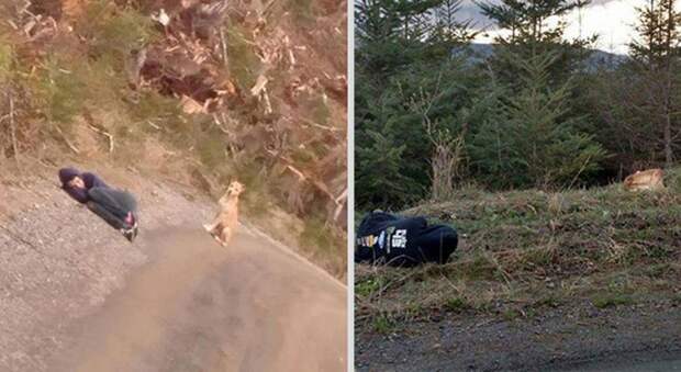 Как спасти озлобленную и одинокую бродячую собаку Как спасти озлобленную и одинокую бродячую собаку