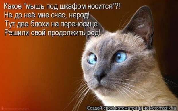 Котоматрицы