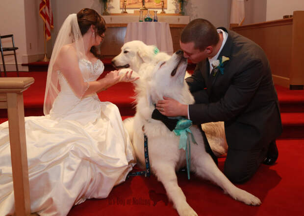 Great Pyrenees