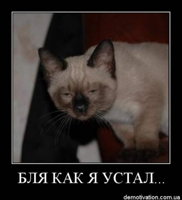 Смешные фразы в демотиваторах высший класс.