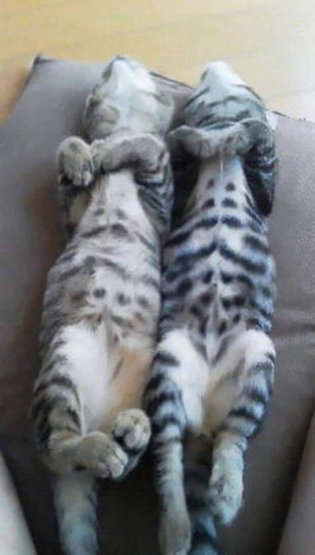 Коты, которые любят всё делать одновременно (20 фото)