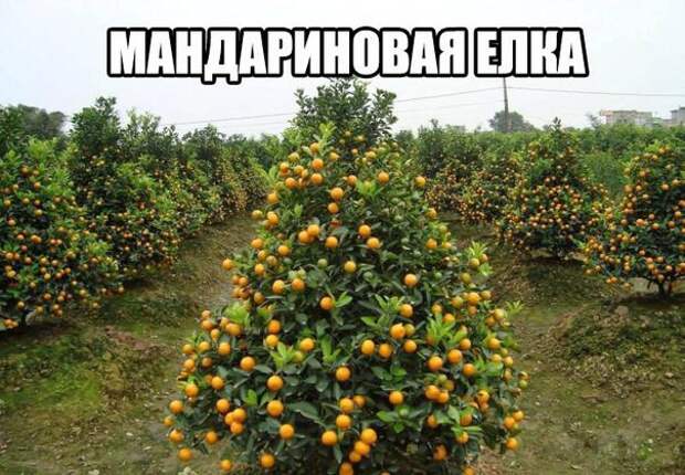 ПОДБОРКА ФОТОПРИКОЛОВ № 366