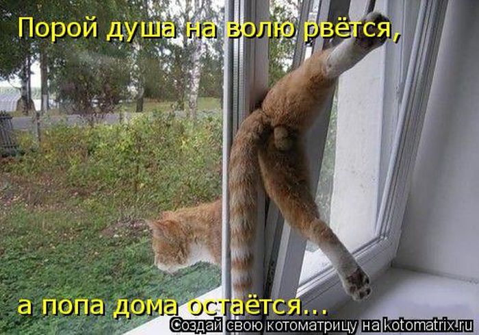 Лучшие котоматрицы недели (50 фото)