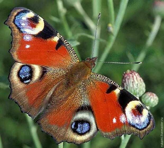 крылья бабочки
