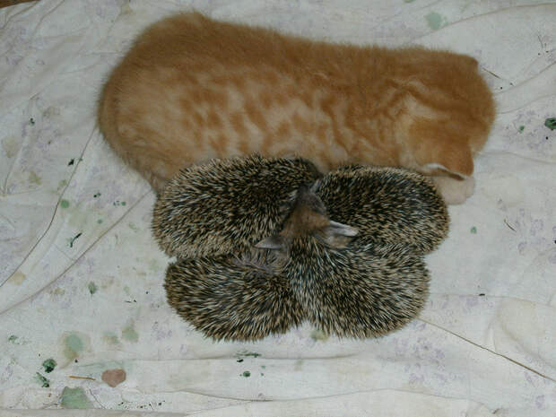 annarakhmanina КотоЁжики