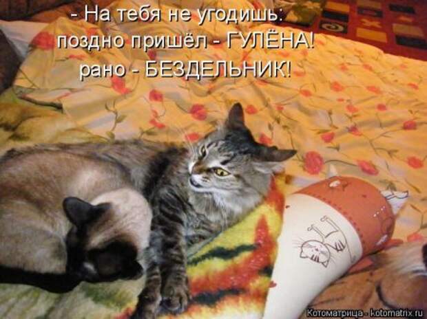 Кошкоматрицы.