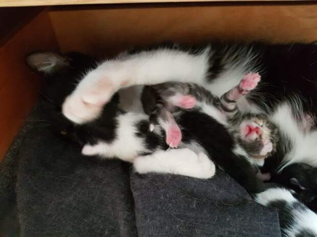 Парень нашел под кроватью кошку и новорожденных котят, хотя питомцев у него не было!