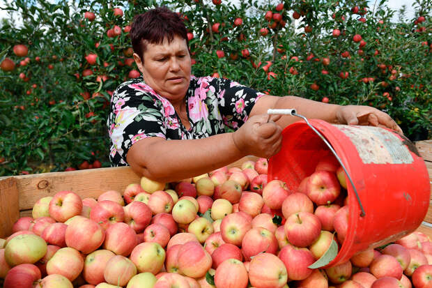 Глава РСЗ Злочевский: заморозки в мае сильно снизят урожайность яблок и ягод