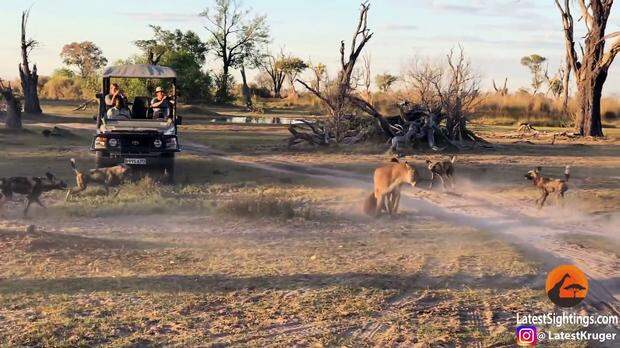 Картинки по запросу Lioness Takes a Beating by Wild Dogs to Save Her Cub