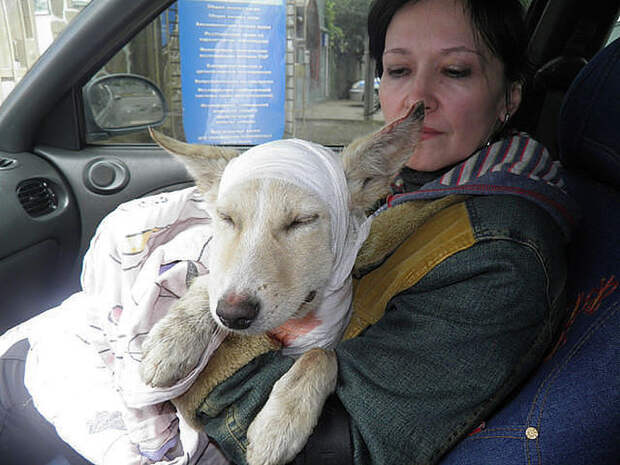 Как спасали собаку по кличке Баночка неравнодушные люди, помощь, спасение собаки