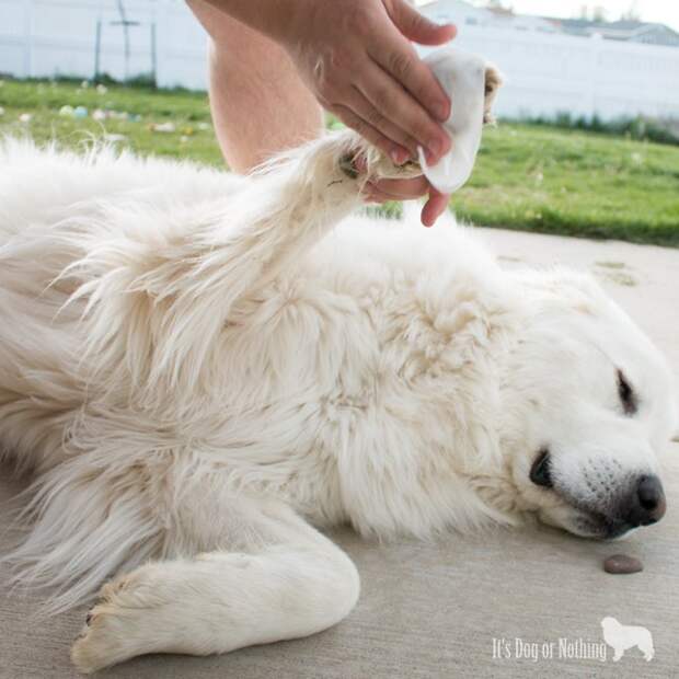 Have you ever wanted something special to remember or celebrate your pet? Check out this super easy tutorial to create your own paw print art!