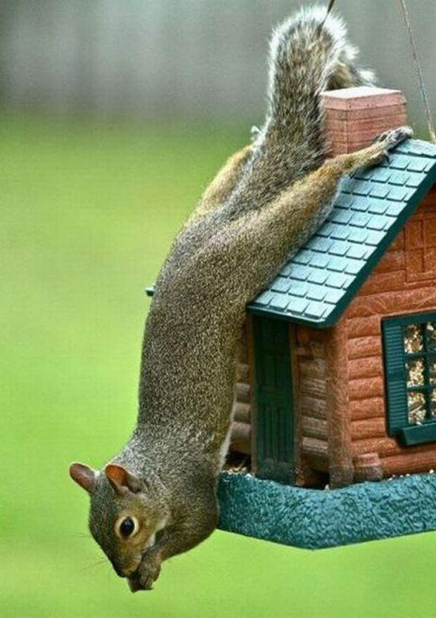 смешные животные